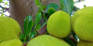 गर्मियों में कटहल खाने के 5 जबरदस्त लाभ, कुछ फायदे तो चौंका देंगे jack-jackfrucht-52055_1280
